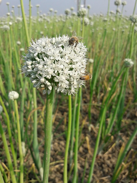 Free Onion Flower Bee photo and picture