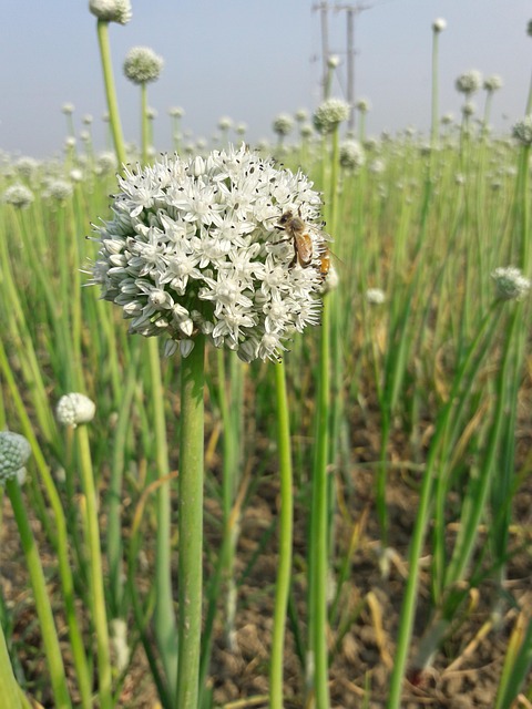 Free Onion Flower Bee photo and picture