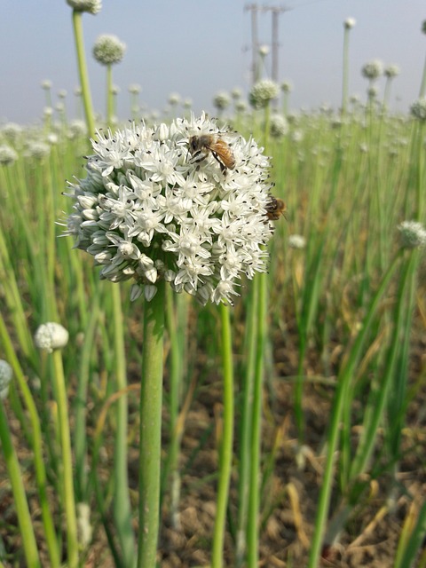 Free Onion Flower Bee photo and picture