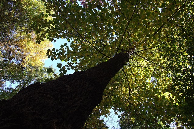Free Tree Air photo and picture