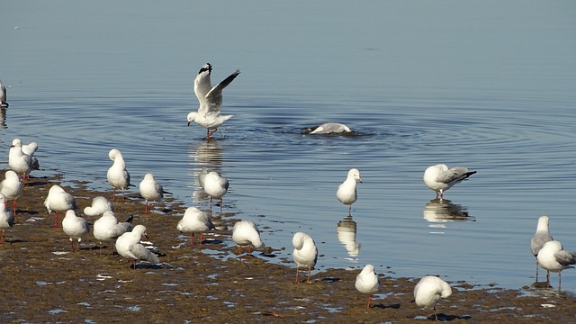 Free Seagulls Nature photo and picture