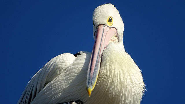Free Pelican Bird photo and picture