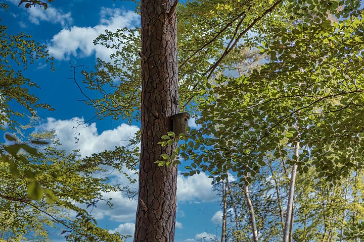 Russin Taetowierte Wald Onanieren