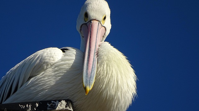 Free Pelican Bird photo and picture