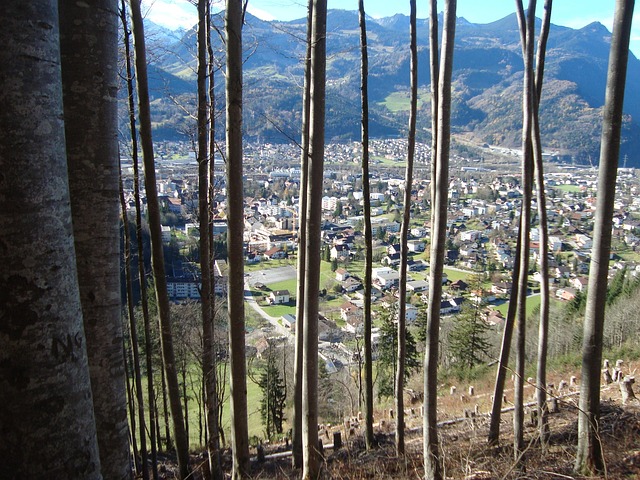 Free Bludenz Beech Forest photo and picture