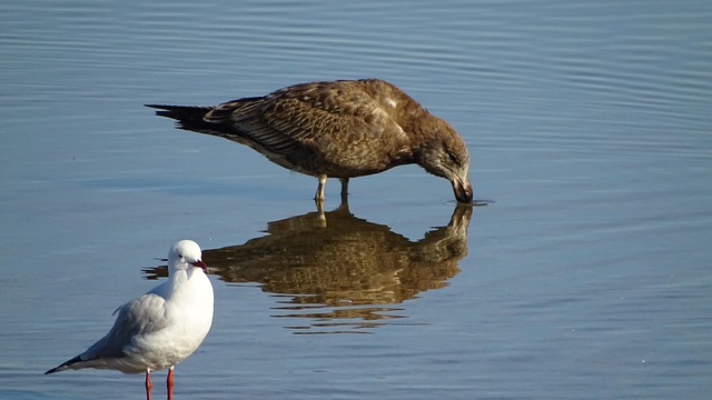 Free Shearwater Seagull photo and picture