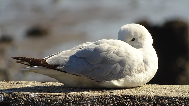 Free Seagull Bird photo and picture