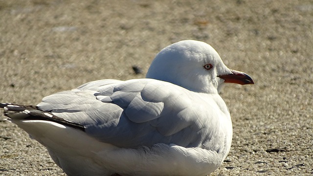 Free Seagull Beak photo and picture