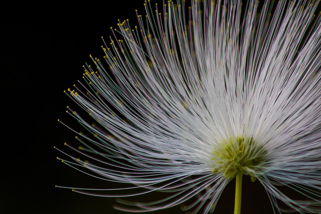 Bloem, Natuurlijk, Bokeh, Macro, White