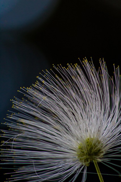 Bloem, Natuurlijk, Mooie Bloemen