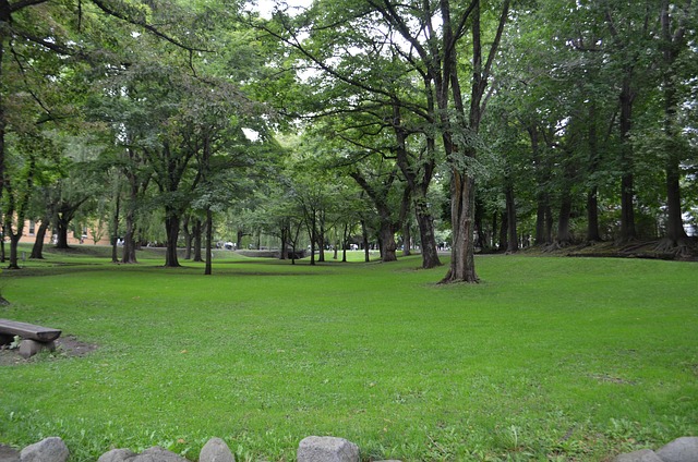 Free Forest Park photo and picture