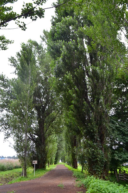 Free Tree Poplar photo and picture
