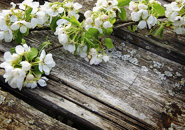 Weiße Blumen, Blüte, Apfelbaum, Feder