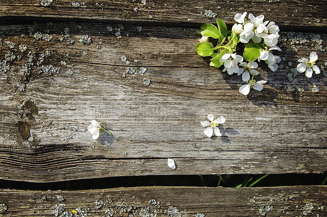 Weiße Blumen, Blüte, Apfelbaum, Feder