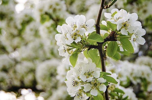 Weiße Blumen, Hd-Hintergrund, Blüte