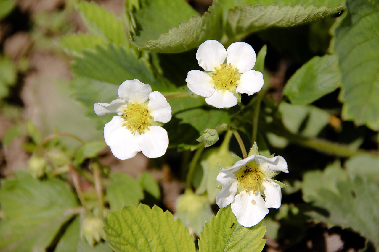 Strawberry Flowers - Free photo on Pixabay - Pixabay