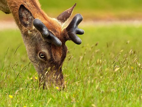 Free Red Deer photo and picture
