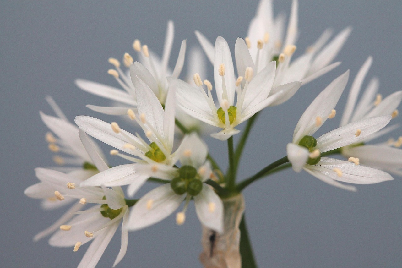 超过 100 张关于“大蒜开花”和“开花”的免费图片 - Pixabay