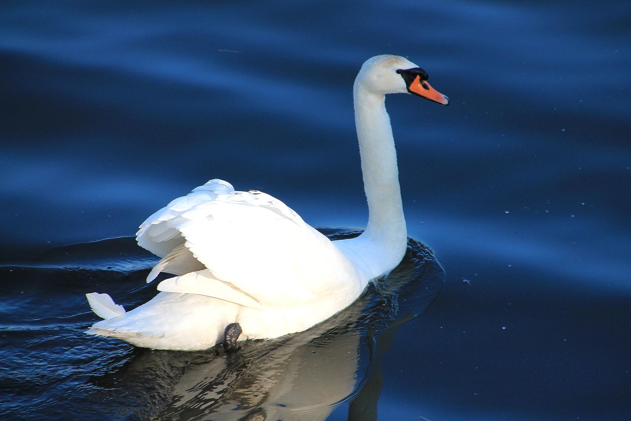 Cygne L'Eau Lac Oiseau - Photo gratuite sur Pixabay - Pixabay