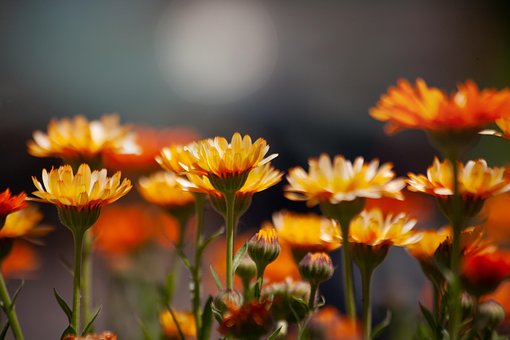 금잔화, 자연, 꽃, 약용 식물, 아름다운 꽃들, 금송화, 공장, 주황색