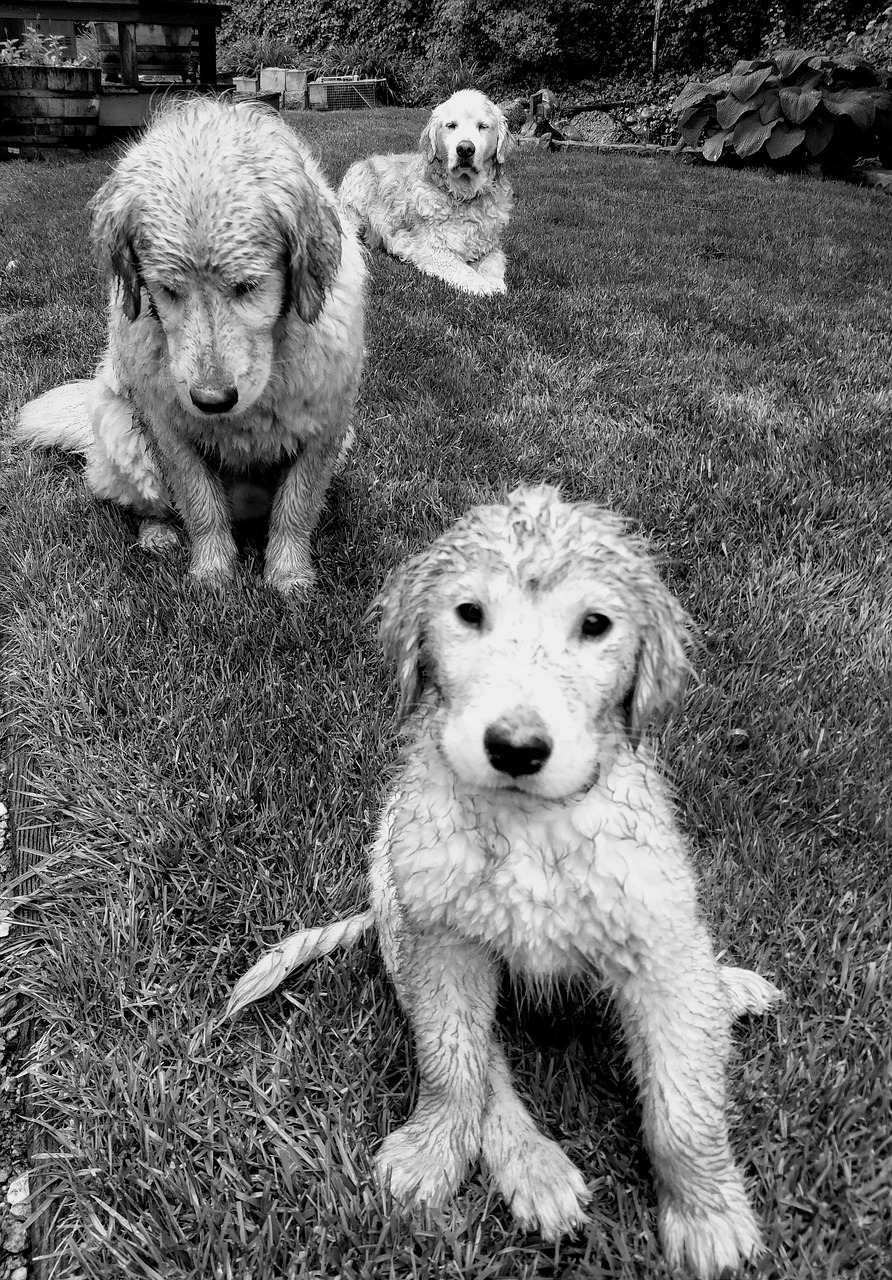 Serviette Motif Golden Retriever UDFKGLP - 69,8 X 40,6 Cm, Microfibre Absorbante | Pour Plage, Salle De Bain, Piscine, Cadeau