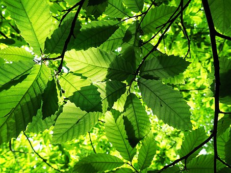 Free Leaf Leaves photo and picture