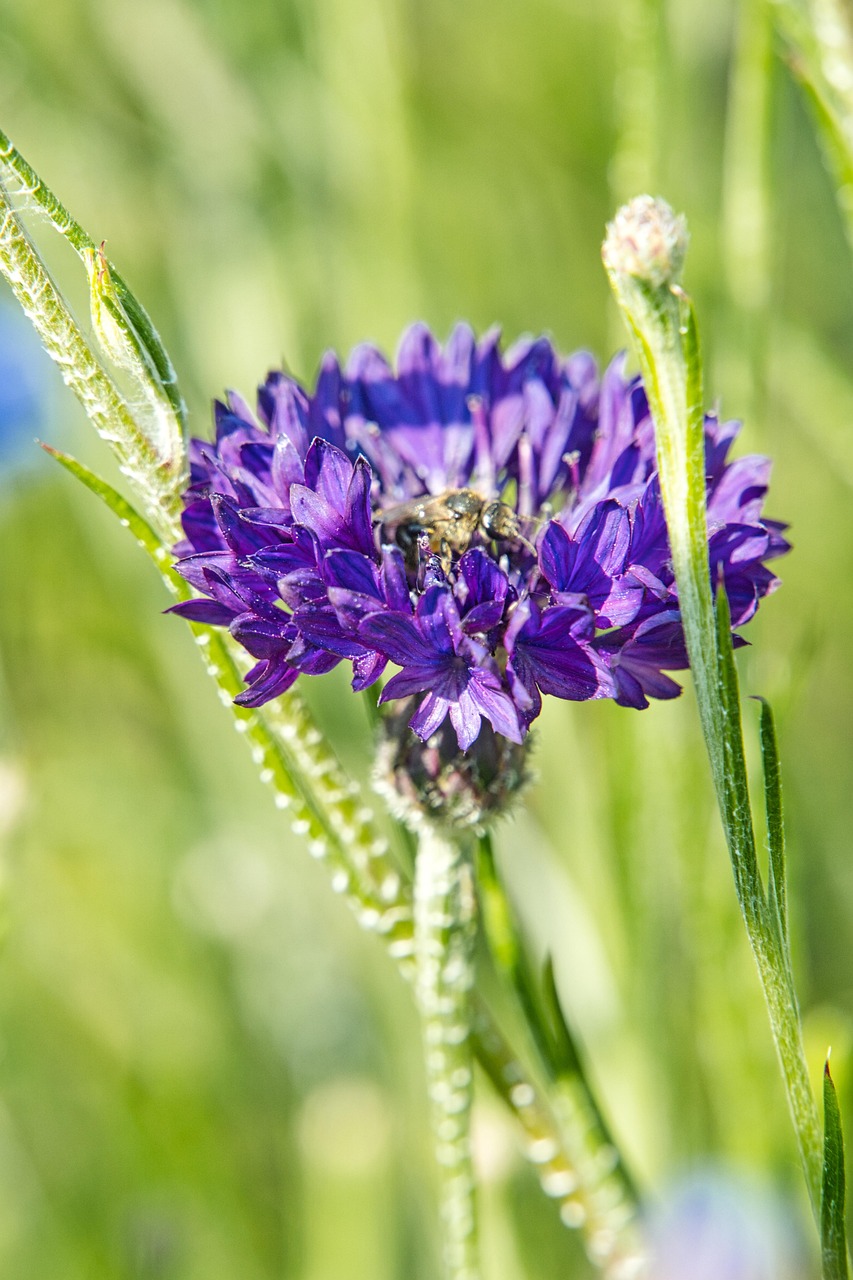 Kornblume Lila