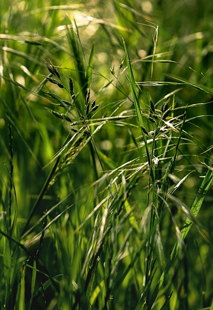 Free Grass Morning photo and picture