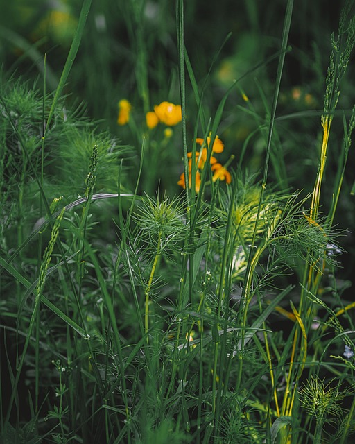 Free Grass Morning photo and picture