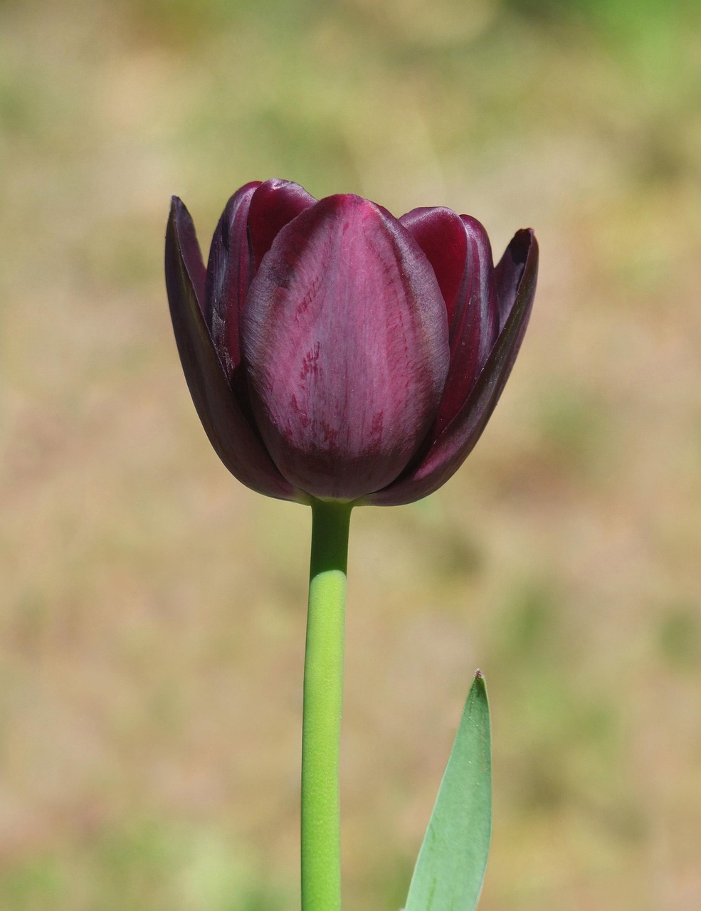 Bulbo Di Tulipano, Perenne, Fiore Da Giardino, Profumato, Fiori