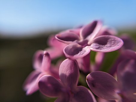 Syringa, Lyserød, Blomstre, Blomst