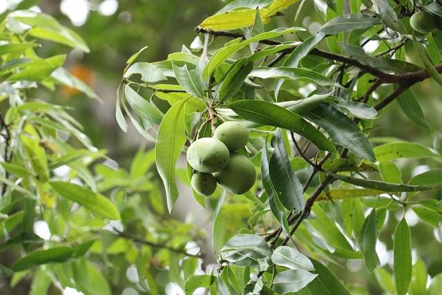 Free Mango Nature photo and picture