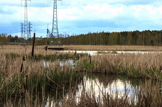 Free Reeds Grass photo and picture