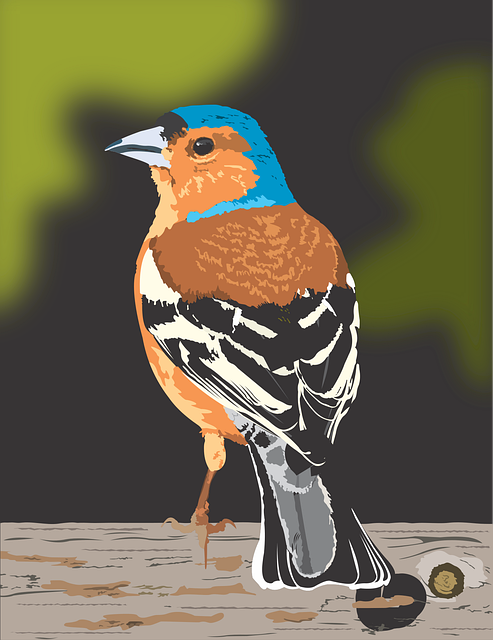Free bird finch nature vector
