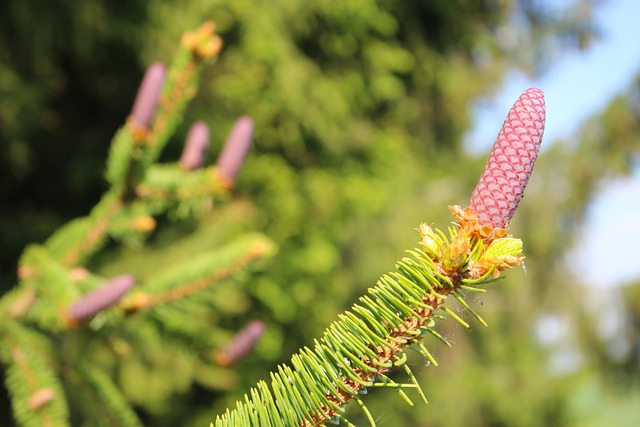 Free Spruce Cone photo and picture
