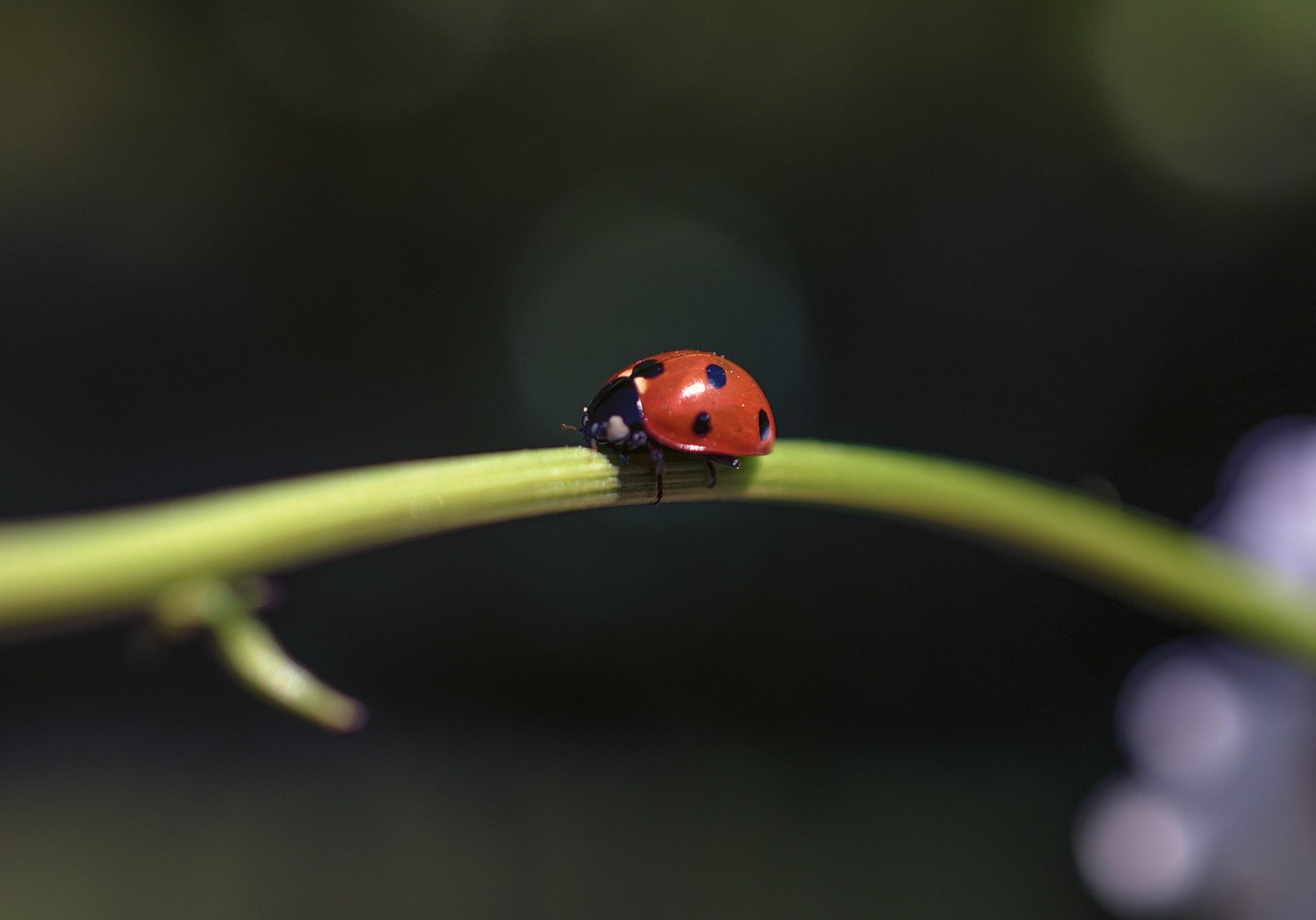 Plus De 200 Photos Gratuites De Minuscule Et De La Nature Pixabay plus-de-200-photos-gratuites-de-minuscule-et-de-la-nature-pixabay