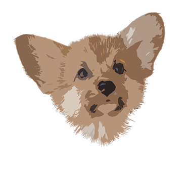 Pembroke, Walisisk, Corgi, Hund, Sød