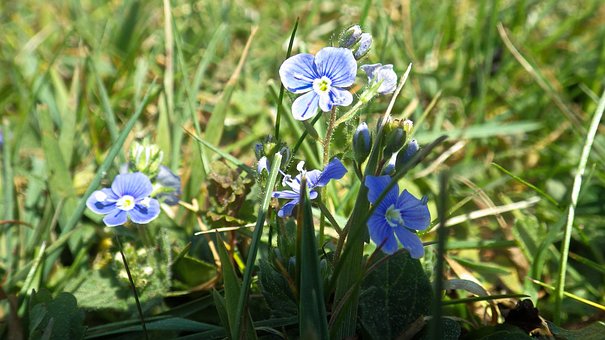 Free Forget Me Not Flower photo and picture