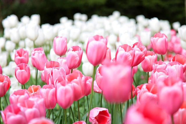 Tulipaner, Have, Natur, Blomster