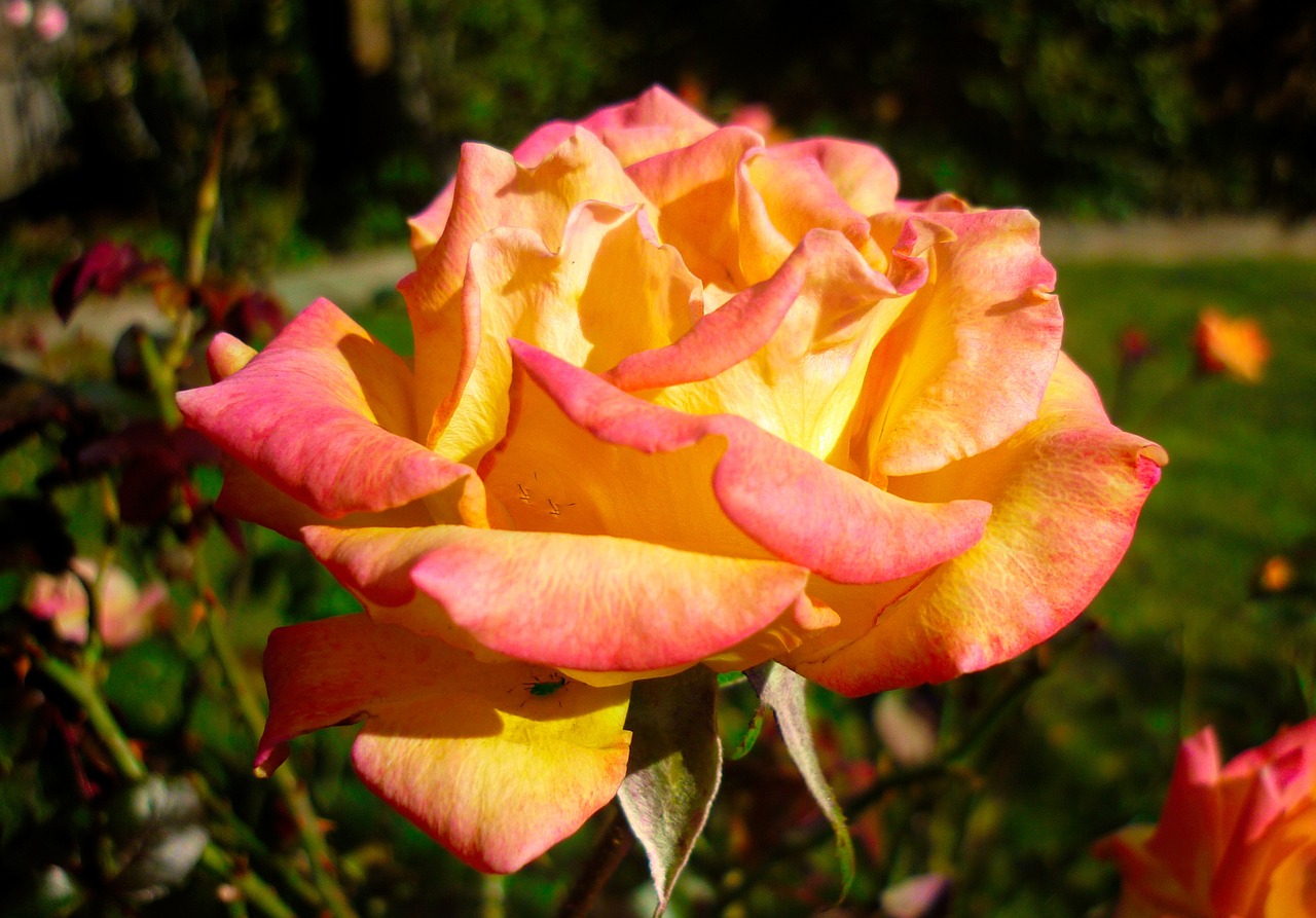 Fleur Rose Flore - Photo gratuite sur Pixabay - Pixabay