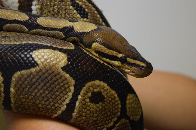 Free Snake Vertebrate photo and picture