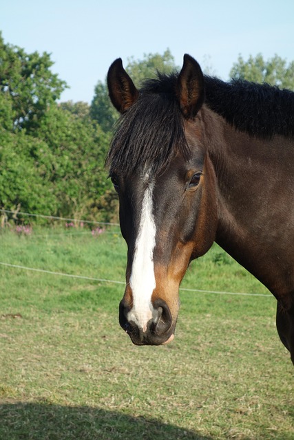 Free Horse Horse Head Shot photo and picture