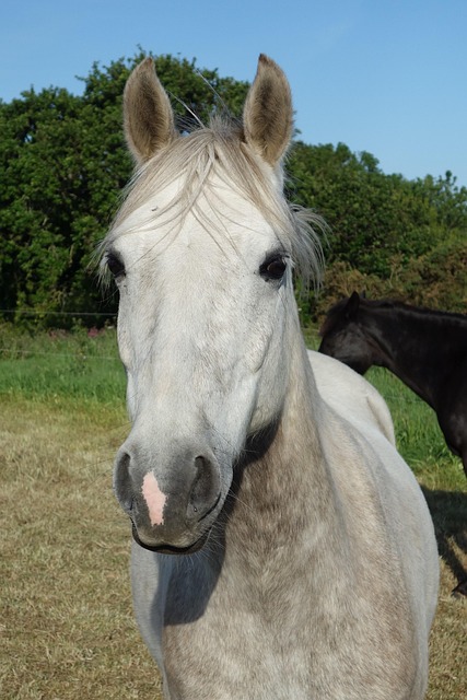 Free Horse Horse Head Shot photo and picture