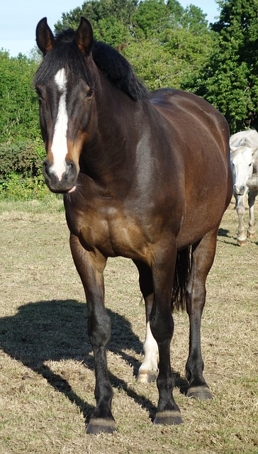 Free Horse Horse No Tack photo and picture