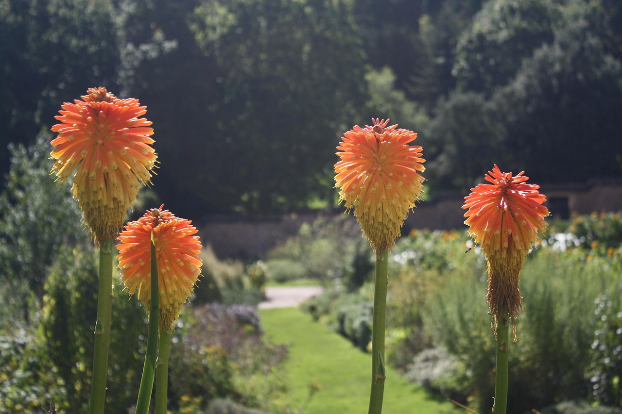 Bunga Kebun Bloom - Foto gratis di Pixabay - Pixabay