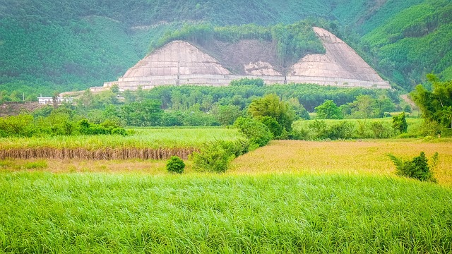 Free Field Rice photo and picture