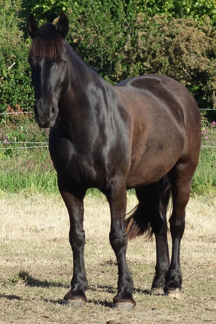 Free Horse Black Horse photo and picture