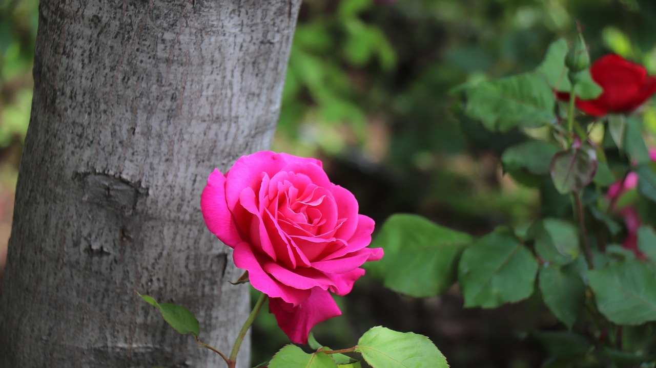Rose Park Parc Photo gratuite sur Pixabay Pixabay