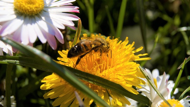 Free Bee Flowers photo and picture