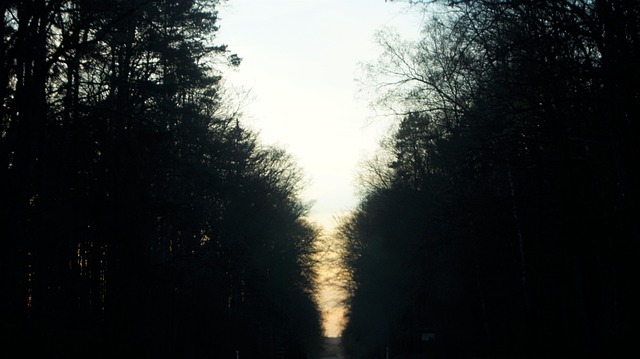 Free Blur Forest photo and picture
